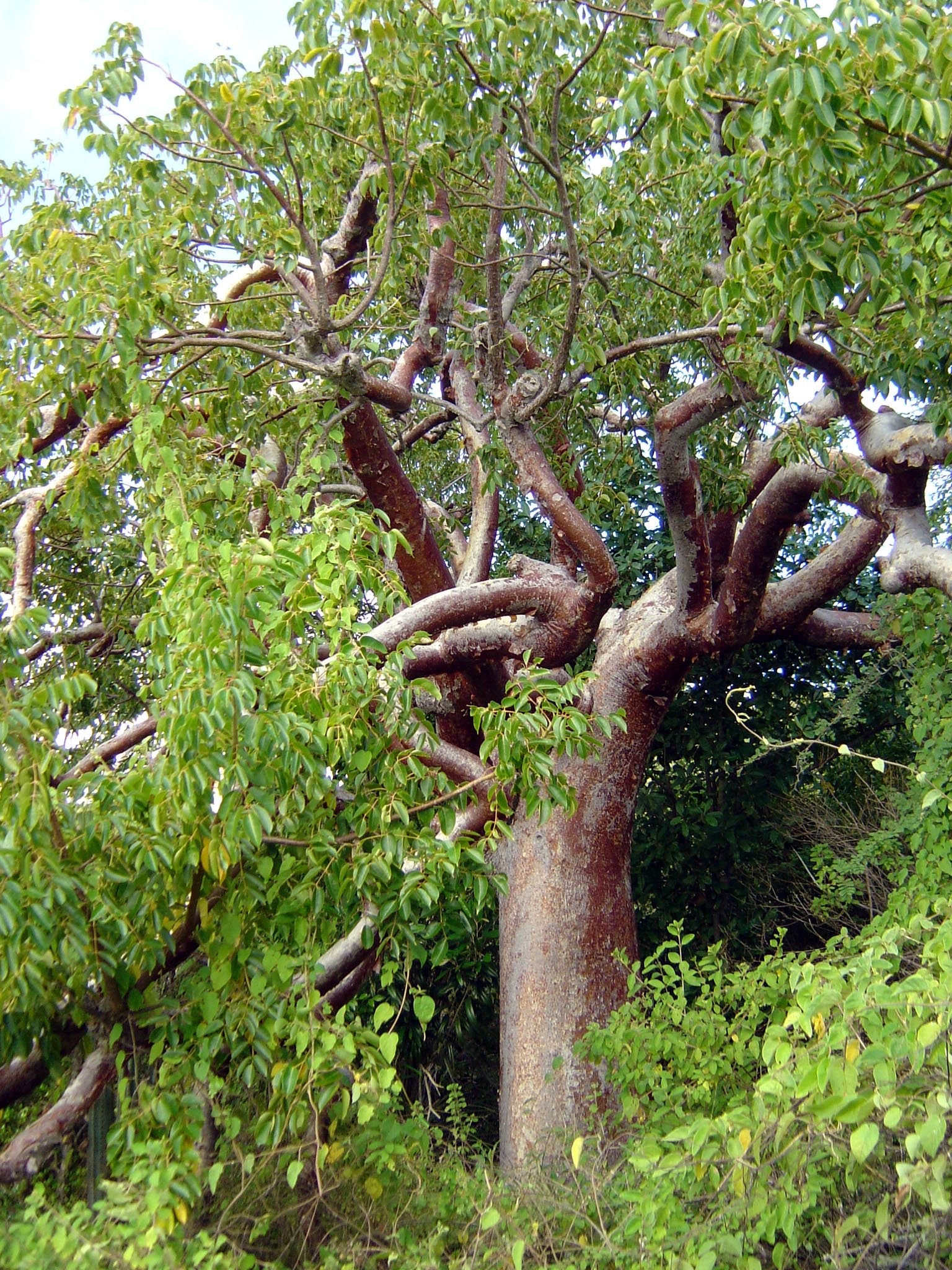 - Yellow Cedar