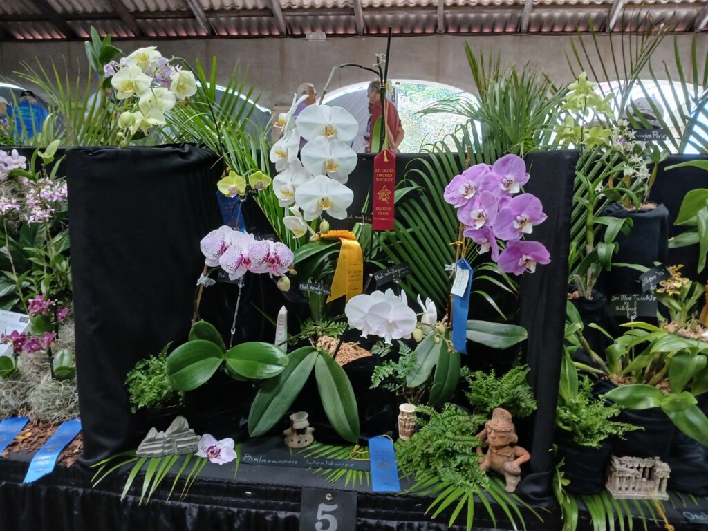 Orchids2