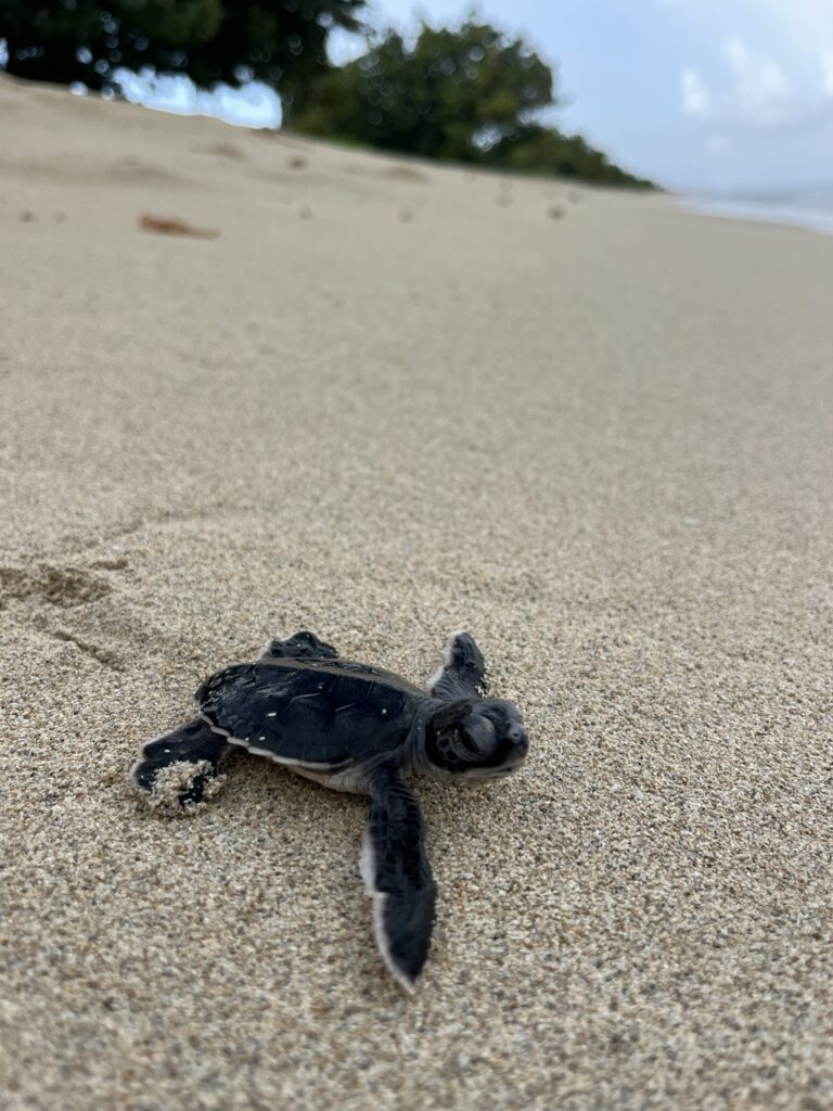Baby Sea Turtle