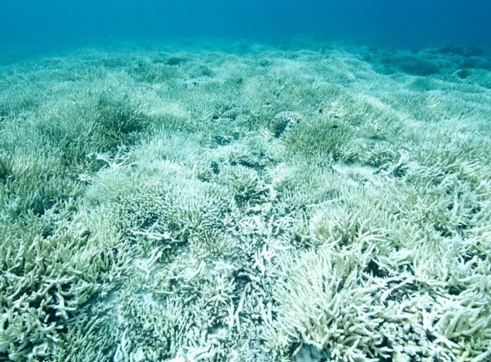 Coral Reefs