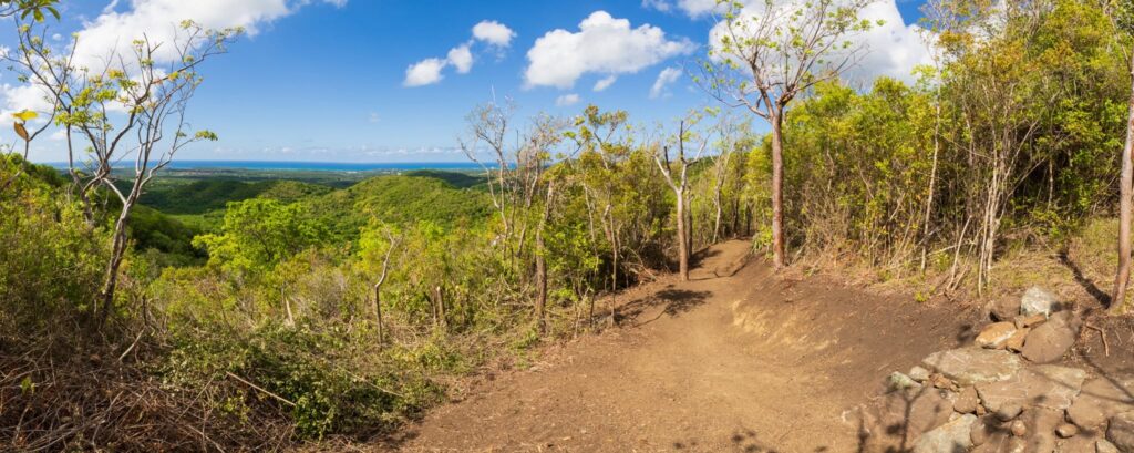 Panoramic dirt hiking trail winding through a sunny forested hillside with a distant ocean view and blue sky. (Informational)